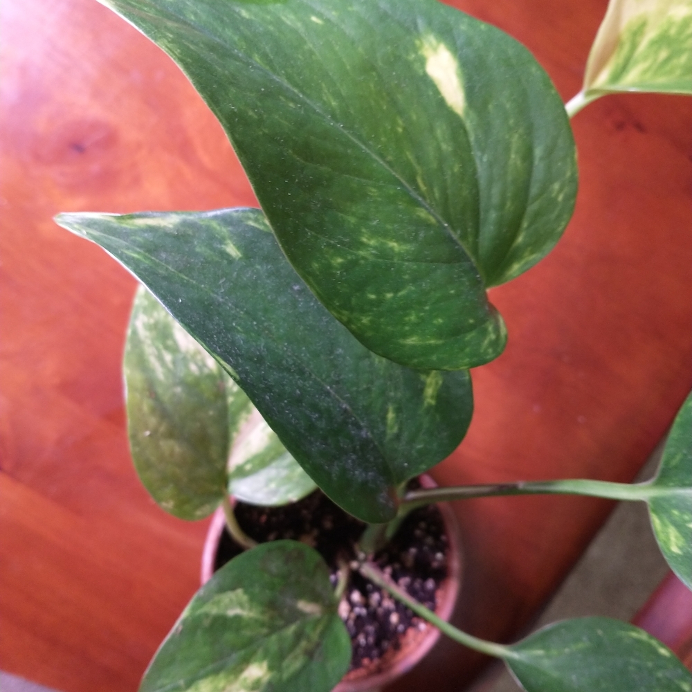 Golden Pothos